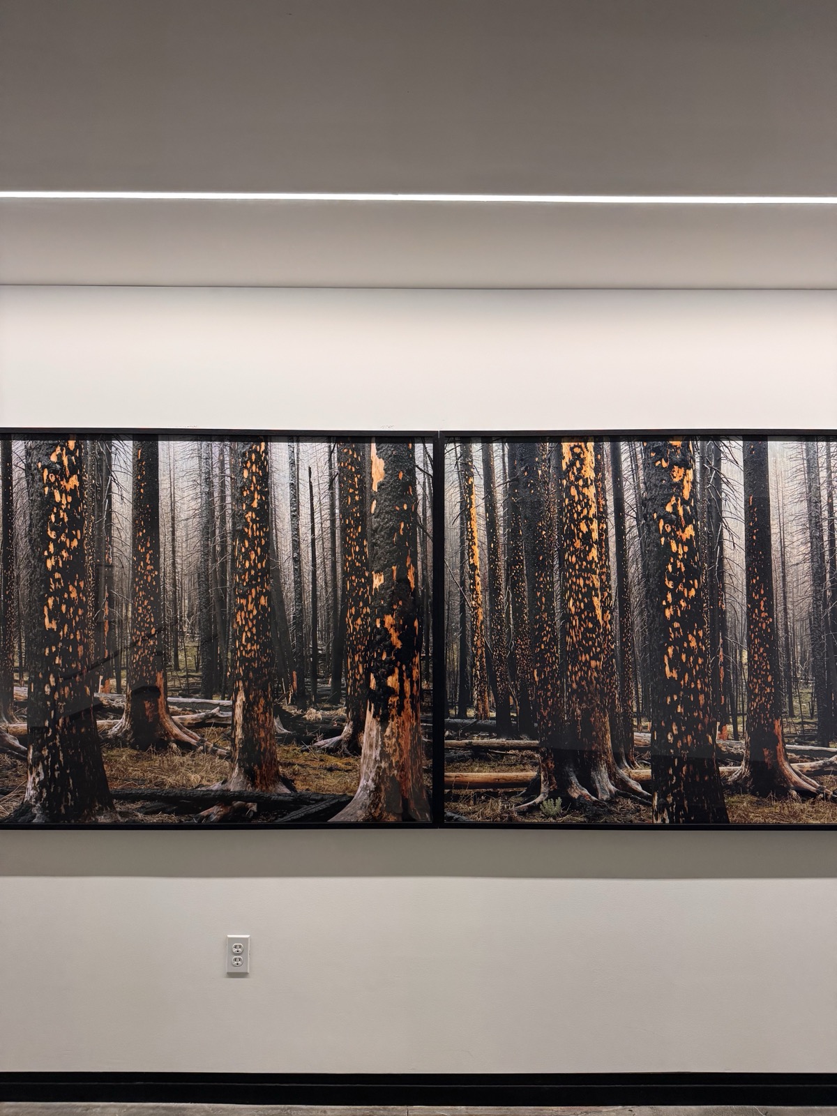 Early Spring (Peeling Bark in Rain), Laura McPhee